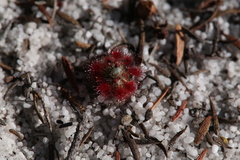 Drosera micrantha