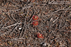 Drosera micrantha