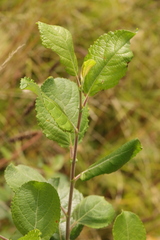 Salix caprea