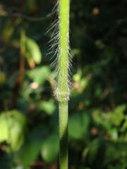 Bromus ramosus