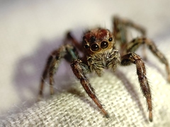 Plexippus paykulli