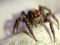 Plexippus paykulli