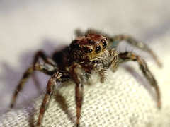 Plexippus paykulli