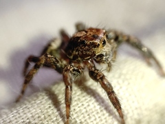 Plexippus paykulli