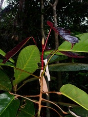Dipterocarpus