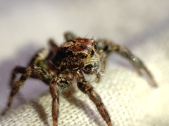 Plexippus paykulli