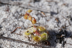 Drosera glanduligera