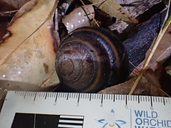 Thersites mitchellae