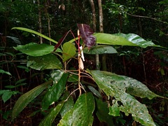 Dipterocarpus