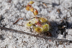 Drosera glanduligera