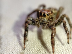 Plexippus paykulli