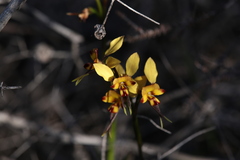 Diuris corymbosa