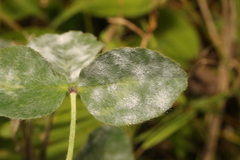 Erysiphe trifoliorum