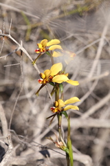 Diuris corymbosa