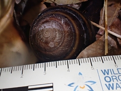 Thersites mitchellae