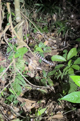 Bungarus multicinctus