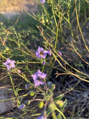 Solanum parishii