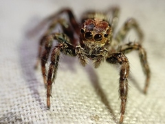 Plexippus paykulli