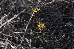 Diuris corymbosa