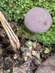 Tylopilus rubrobrunneus