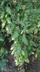 Dipsacus strigosus