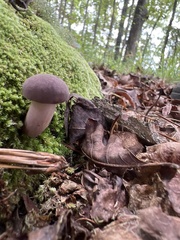 Tylopilus rubrobrunneus