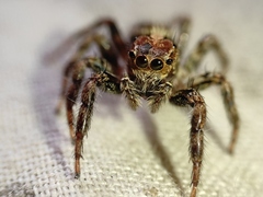 Plexippus paykulli