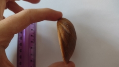 Laevicardium crassum