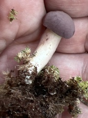 Tylopilus rubrobrunneus