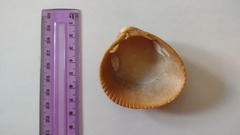 Laevicardium crassum