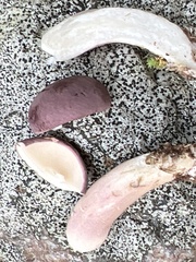 Tylopilus rubrobrunneus