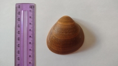 Laevicardium crassum