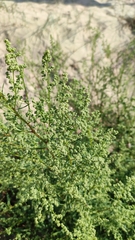 Dysphania ambrosioides