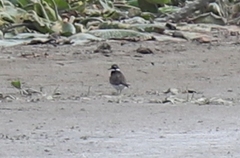 Charadrius hiaticula