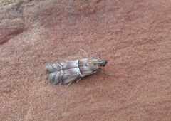 Alophia combustella