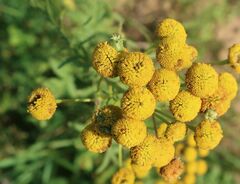 Rhopalomyia tanaceticola