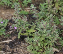 Teucrium scordium