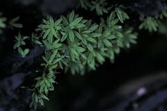 Calymperastrum latifolium