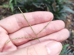Digitaria radicosa
