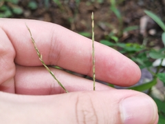 Digitaria radicosa