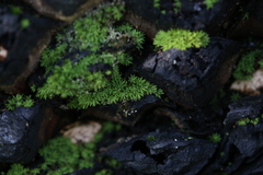 Calymperastrum latifolium