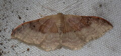 Idaea degeneraria