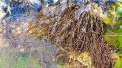 Gracilaria