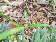 Digitaria radicosa