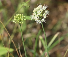 Allium ericetorum