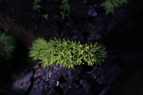 Image of Calymperastrum latifolium by (c) Hugo Innes, some rights reserved (CC BY)