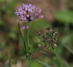Allium angulosum