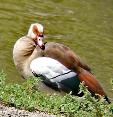 Alopochen aegyptiaca