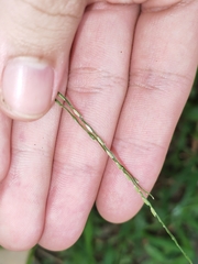 Digitaria radicosa