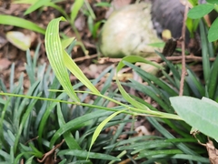 Digitaria radicosa